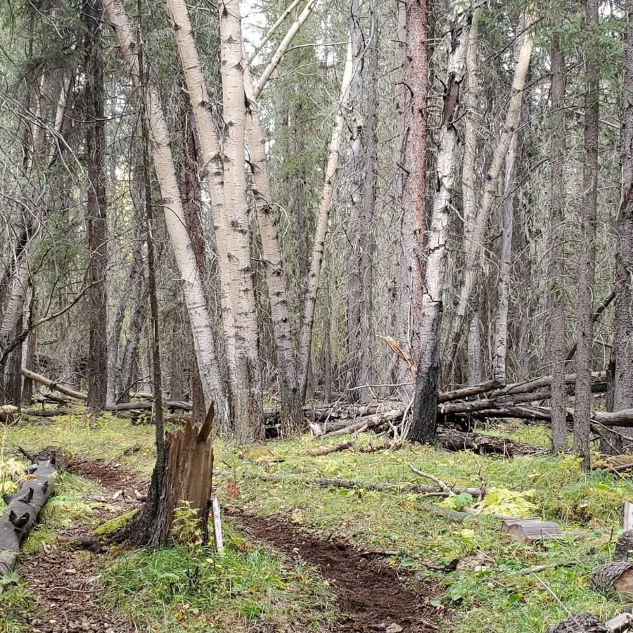 Rocky Mountain Escape Dome & Log Cabin Rentals - Rock Lake Rock Lake Lodge Provincial Park Экстерьер фото